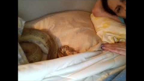 Ball Python Enrichment - Playing in a Pile of Pillows