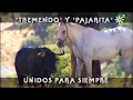 Toros de Rafael Muñoz: toro de lidia y yegua Pajarita: amor con final feliz | Toros desde Andalucía