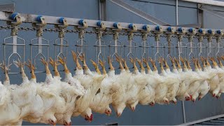 Chicken Hatchery Technology  Raising Broiler Farm  Modern Poultry Slaughter & Processing Plant