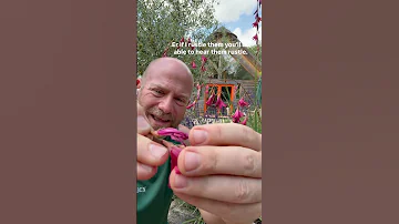 Angels Fishing Rod Dierama Blackberry Bells Gardenerben 