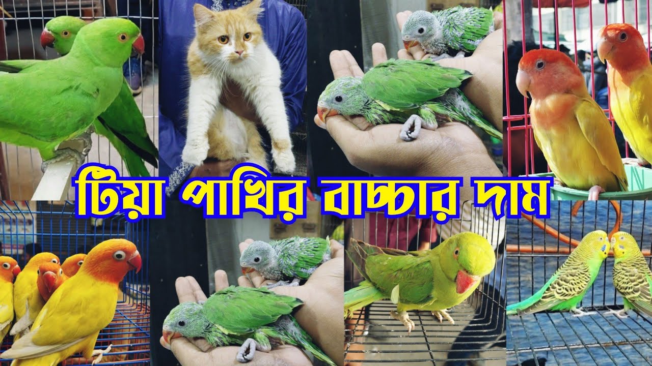 মাথা গরম দামে টিয়ার বাচ্চা || টিয়া পাখির বাচ্চার দাম || Tiya pakhi baby price || Bird market bd 