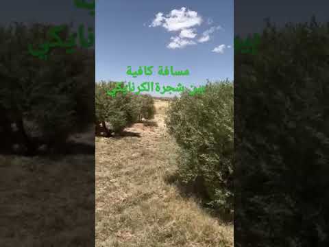 المسافة الكافية لغرس شجرة الزيتون الكرنايكي