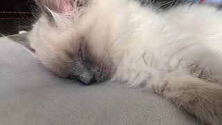 Ragdoll kitten dreaming