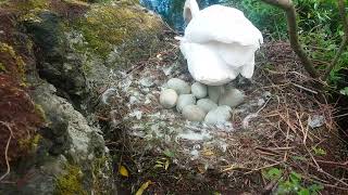 🇮🇪☘ NEST WATCH🇮🇪MUTE SWAN🥚LEAVES NEST FOR A DRINKAND WASH🐣LEAVING US TO WATCH 9 EGGS🐤#zen🥚subscribe🙏