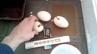 Помогать или не помогать гусенку на выводе из яйца.