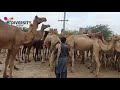Camel man massage camel  desert camel massage  camel massage  camels of thar