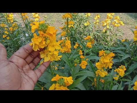 Video: Wallflower Plants: tips voor het kweken van muurbloemen in de tuin