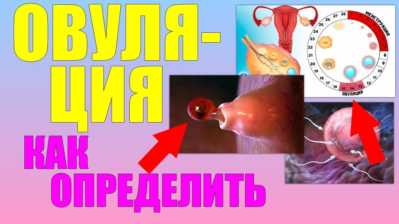Овуляция.Как определить овуляцию и повысить шансы на зачатие ребенка