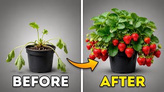 8 Secret Tips to Growing Strawberries FAST and EASY