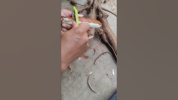 Thumbnail of Smart idea to process cassava with simple tools -Agriculture farming #shorts