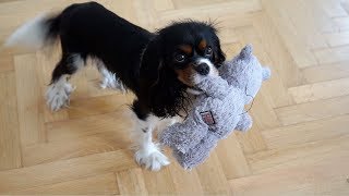 Rainy Days at Home with a Dog | Cavalier King Charles Spaniel