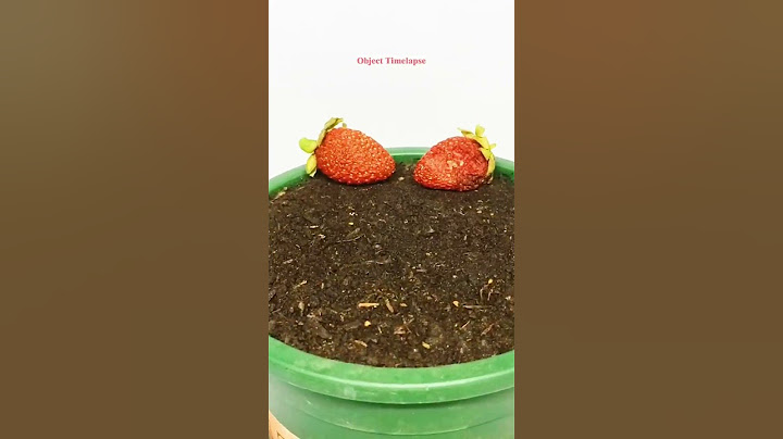 Growing Strawberry Time Lapse. #timelapse #satisfying #plants @AmazingTubeTimeLapse @Boxlapse
