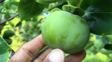 Persimmon Fruit drop chat pt2