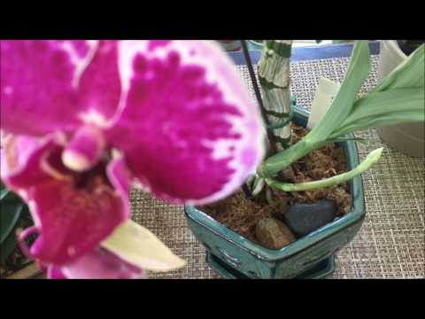 Video: Kovrčavi Klorofitum (25 Fotografija): Briga O Kovrčavom Klorofitumu Kod Kuće. Metode Reprodukcije Cvijeća. Kako Ga Presaditi? Moguće Bolesti