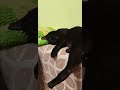 Кот 🐱 выбражуля.