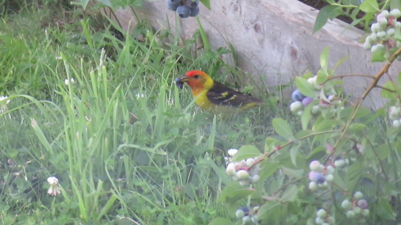 Western Tanager (#65) 