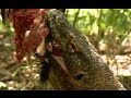 Komodo Dragons Attack! | Deadly 60 | Indonesia | Series 3 | BBC