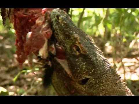 Video: Kan Komodo -drakar äta människor?