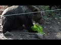 A processo per maltrattamento di animali, chiesto risarcimento