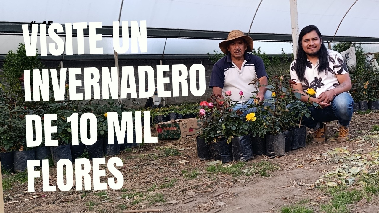 Visité un Invernadero con mas de 10 mil rosas