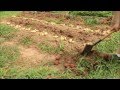 Посадка картошки под солому // Planting potatoes under straw // Pflanzen von Kartoffeln unter Stroh