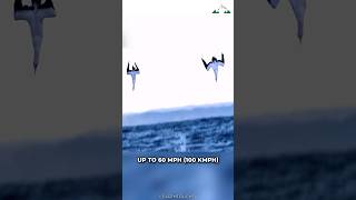 Gannets Dive Bombing