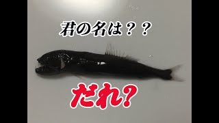 謎の深海魚の名前を暴く！