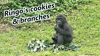 Little gorilla Ringo's cookies and branches / 小大猩猩金剛Ringo的餅乾&樹枝