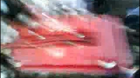 Toda b18c First Startup