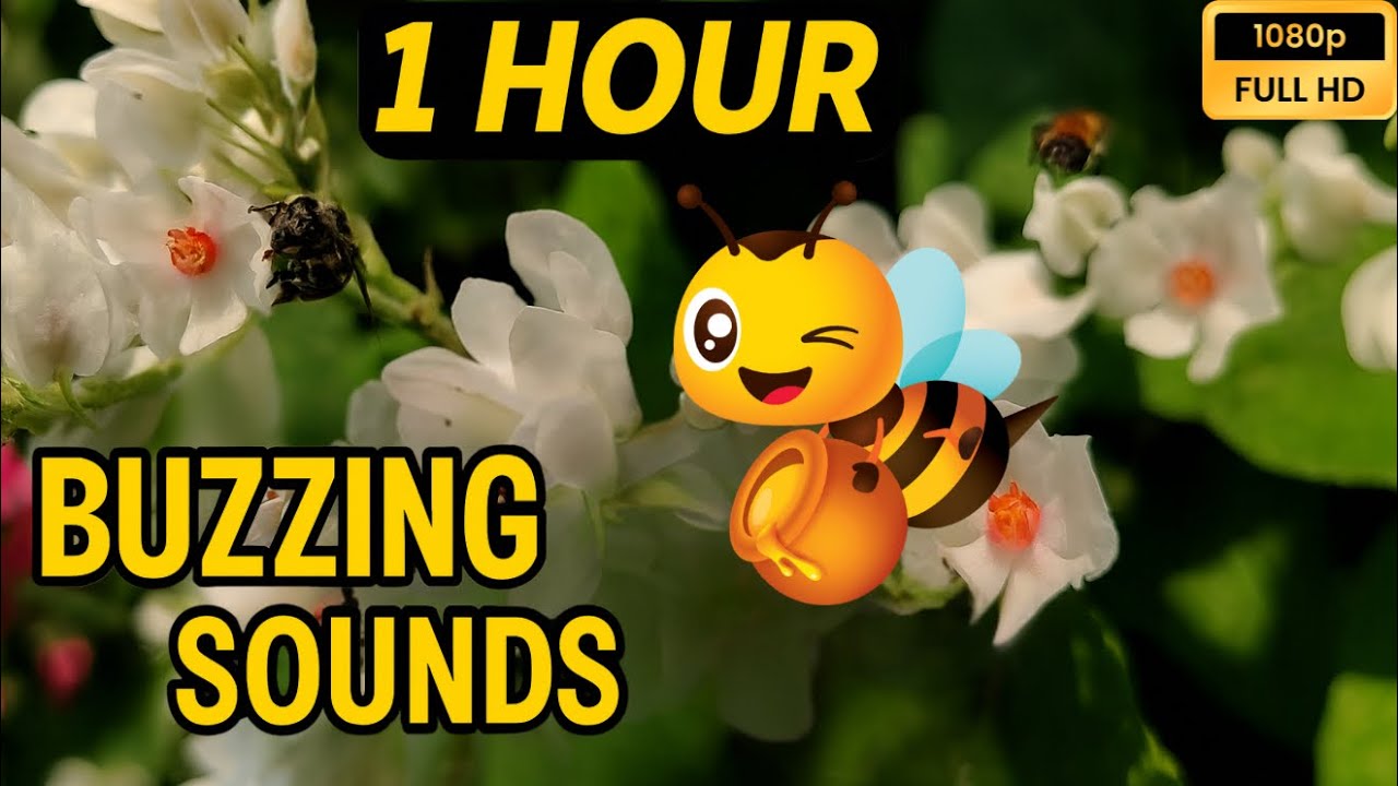 1 Hour of Relaxing Bee Buzzing Sounds | Nature Ambience for Focus, Study & Meditation