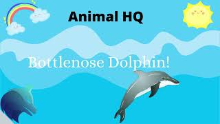 7 Fun Facts About Bottlenose Dolphins | Animal HQ Increase Your Knowledge On Animals