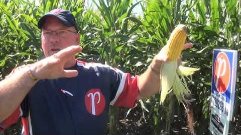 Corn School 1-35: How to Estimate Your Corn Yield