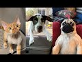 The ultimate cat and dogs  funniest pets