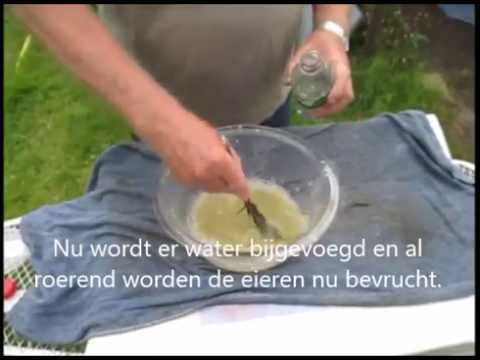 Video: Hoe Vis Te Kweken?