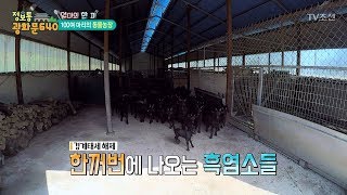 경계태세 해제! 귀여운 흑염소들 [정보통 광화문 640] 65회 20170929