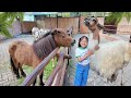 Kasih Makan Kuda Poni, Alpaka dan Keledai di Kebun Binatang - Mengenal Binatang