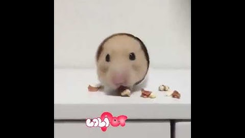 Clip Chuột hamster đẹp vui 97