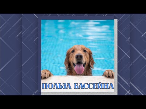 #бассейн для собак
