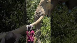 Perspective Is Everything When Meeting Wildlife - Mak Is The Biggest Bull Elephant I Have Ever Seen