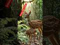 baby deer with mother in jungle#animalplanet #wildlife #deer