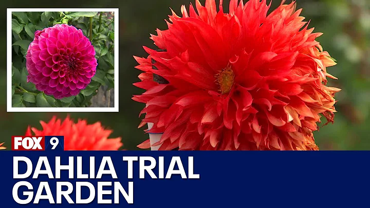 Minnesota home to one of eight Dahlia Trial Gardens in the world