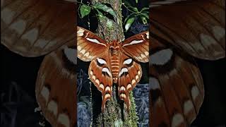a giant Atlas moth slowly opening its massive wings on a tree trunk at night #shorts 