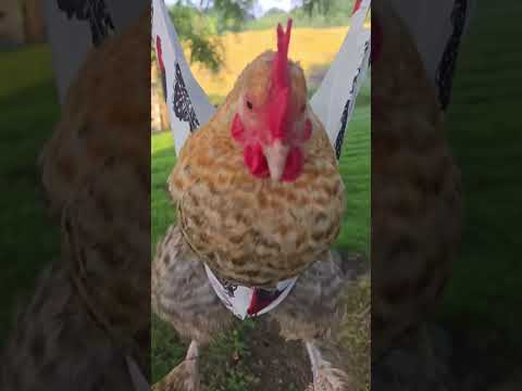 No es la gallina actuando como una diva por nada 😭#pollo#gracioso#lindo#fyp#parati