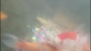 story wa ikan koi di kolam