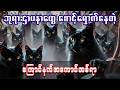 ဘုရားဌာပနာတွေကို ထူးဆန်းအံ့ဖွယ်စောင့်ရှောက်နေတဲ့ ကြောင်နက်အုပ်ကြီး 📚 || #အသံစာအုပ် | #အသံဇာတ်လမ်း