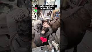 The Donkey Who Asks For Permission First.