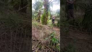 Download Lagu proning sawit pakai agrek MP3 Download Lagu proning sawit pakai agrek MP3