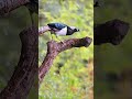 #BirdProtectAction 🕊️ | सुनहरा तीतर बचाओ 🌿 | पक्षियों की सुरक्षा हमारी जिम्मेदारी #birds #explorenow