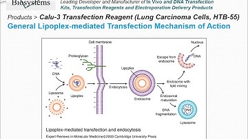 Altogen Biosystems Calu-3 Transfection Reagent