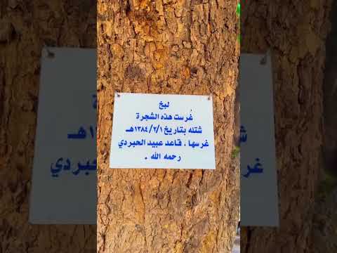 اكبر شجره بالقصيم عنيزة بريدة البكيريه السعودية لبخ ترند جديد الطائف شجرة اكسبلور لبخ